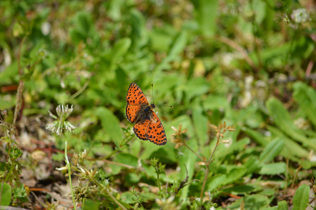 Cupido (Everes) alcetas, Melitaea didyma e Issoria (Issoria) lathonia